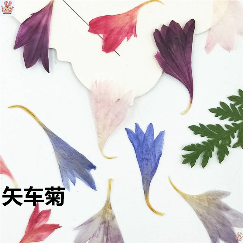 20 Plant Specimens, Cornflower - Resin Art Baby 评论和价格