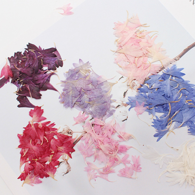 20 Plant Specimens, Cornflower - Resin Art Baby 评论和价格