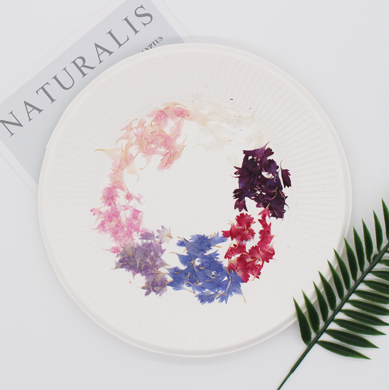 20 Plant Specimens, Cornflower - Resin Art Baby 评论和价格