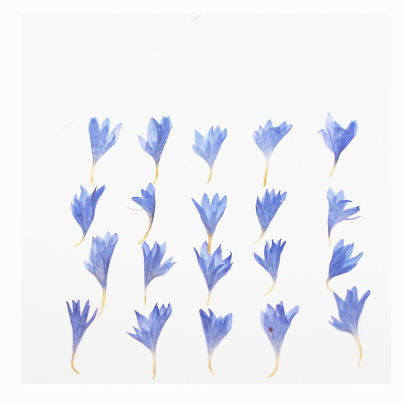 60pcs Mini Pressed Dried Flowe - Resin Art Case 评论和价格